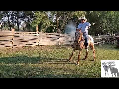 piales a little history