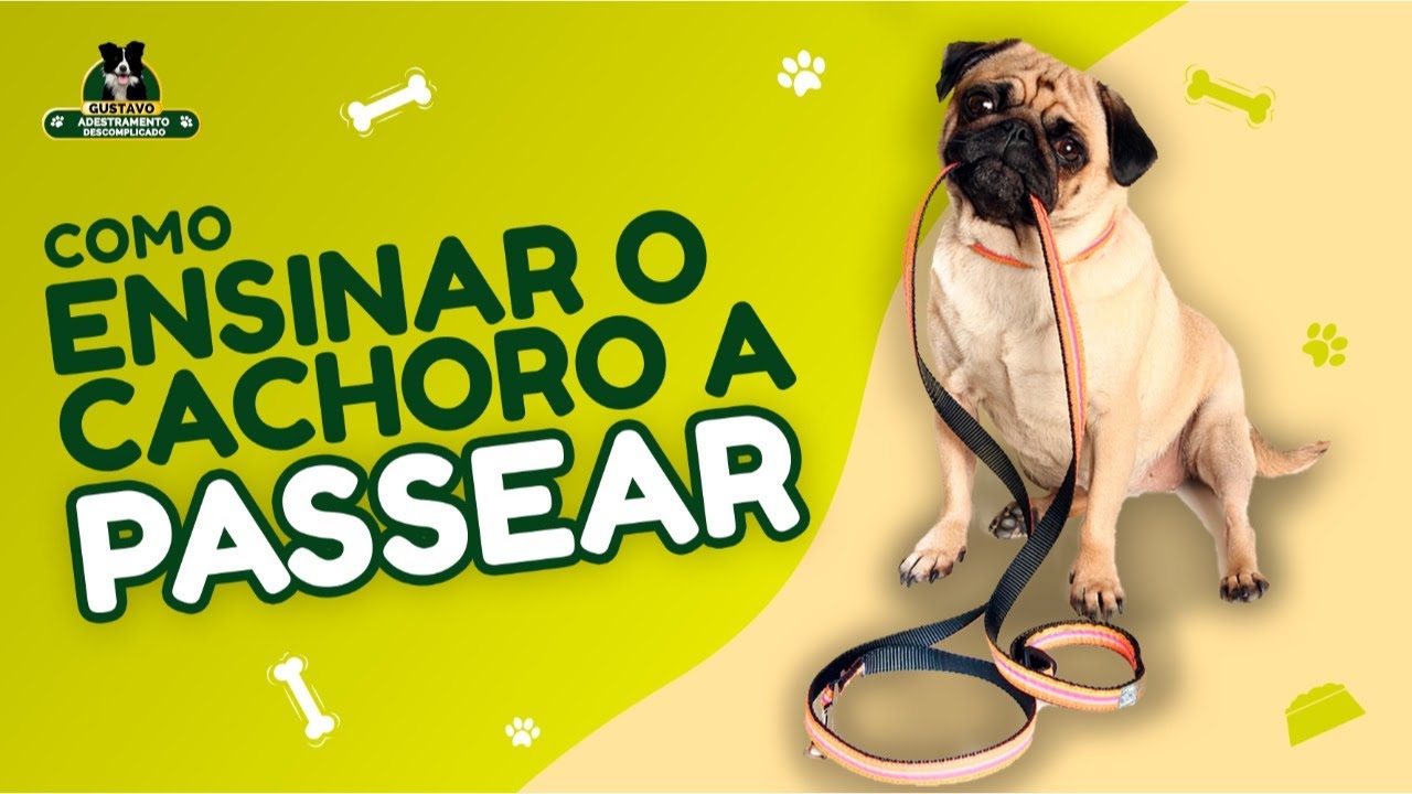 Como Ensinar O Cachorro A Passear (Passo a Passo)