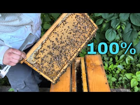 Ultimate Queen Bee Mating Box