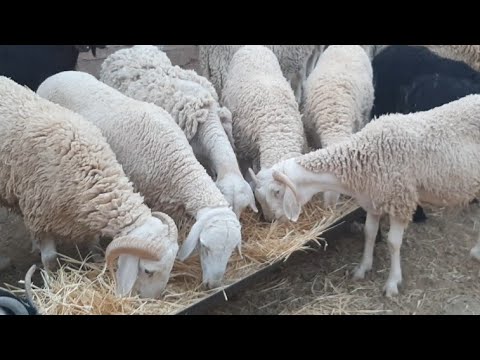 , title : 'أسباب نجاح مشروع تربية الأغنام.Reasons for the success of the sheep breeding project'