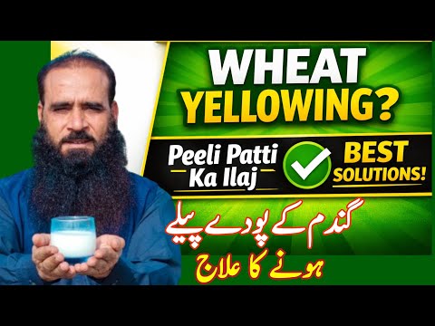 How to Control Yellowing of Wheat Crop | Wheat Peeli Patti Ka Ilaj | Complete Guide