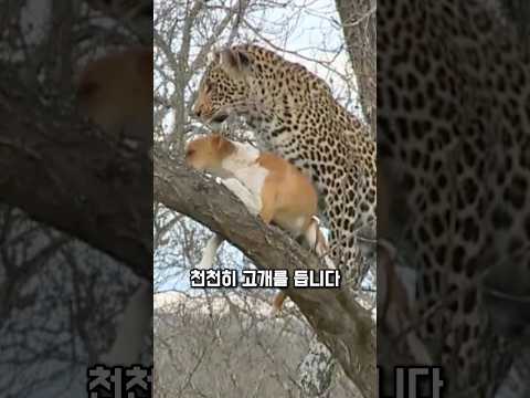 붙잡힌 개, 기회를 노렸습니다