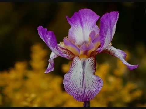 Lou Harrison: Suite for Violin, Piano and Small Orchestra (1951)
