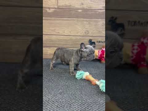 Video 4