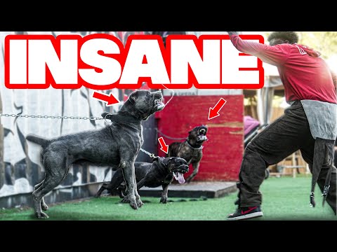 These CANE CORSOS  and BAND DOGS Are Literally INSANE.
