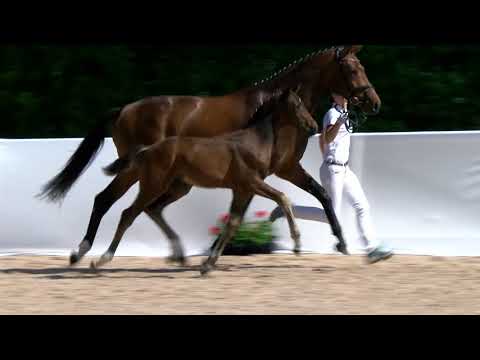 KN 13: HF von Stakkato Gold - Chatender