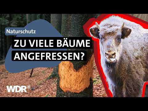 Wiederansiedlung in Deutschland gefloppt: Warum die Wisente jetzt gehen müssen | Westpol | WDR