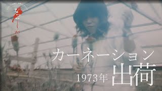 1973年 カーネーション出荷【なつかしが】