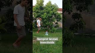 Download lagu Perawatan Tanaman Buah #buahbuahan #rawat #alpukat #alpukatindonesia mp3