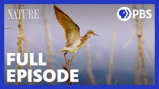 Flyways | Full Episode | NATURE | PBS #great backyard count #greatbackyardcount #bird gameplay video by alucas, 53:34 duration