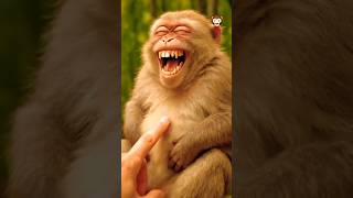 Download lagu Monyet Ketawa Lucu 😂🙈 #trending mp3 Download lagu Monyet Ketawa Lucu 😂🙈 #trending mp3