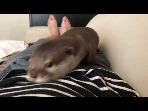 Kiedy poluje [wydra domowa] Wioletta?