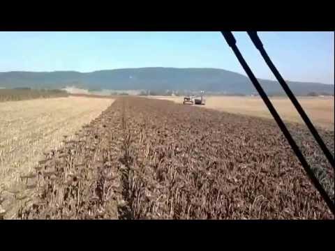 Napraforgó aratás /Gyermely Rt./