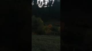 Seen a little cub by my house