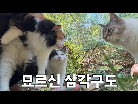 산의 정기와 사랑을 듬뿍 받으면 고양이들이 회춘합니다.