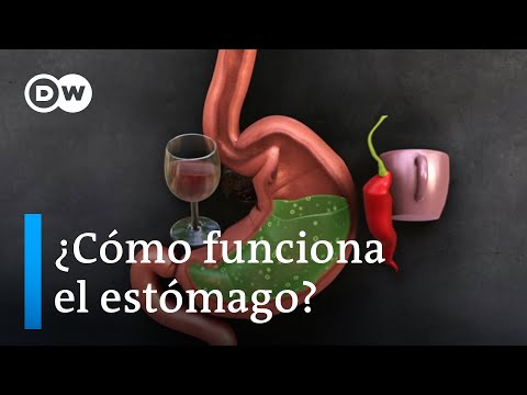 How the stomach works | DW Fit