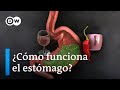 Cómo funciona el estómago | DW En forma