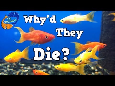 Why Do Fish Die? Top 10  Causes  Of Fish Death, 10 Things