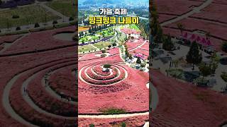 경남🌈합천 핑크뮬리 축제