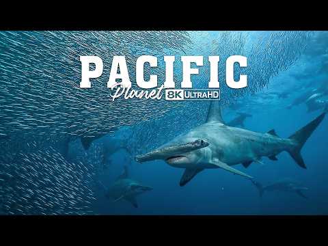 Pacific Ocean Giants | Which Species Stands at the Top of the Pacific Ocean’s Food Chain?