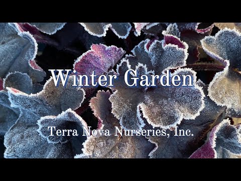 Winter Garden Tour 2024 TERRA NOVA® Nurseries, Inc.