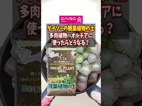 ゼブラ ハオルチア 植物