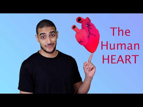 The Human Heart شرح بالعربي