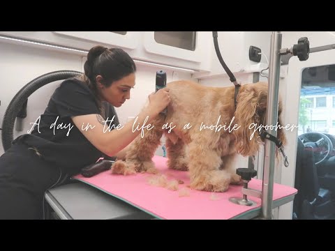 A day in the life of a mobile dog groomer | Grooming Vlog