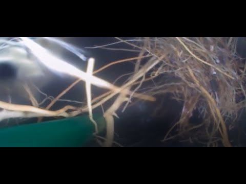 Blocked Drain 133 (Busted PVC Sewer Pipe with Tree Root Entry)