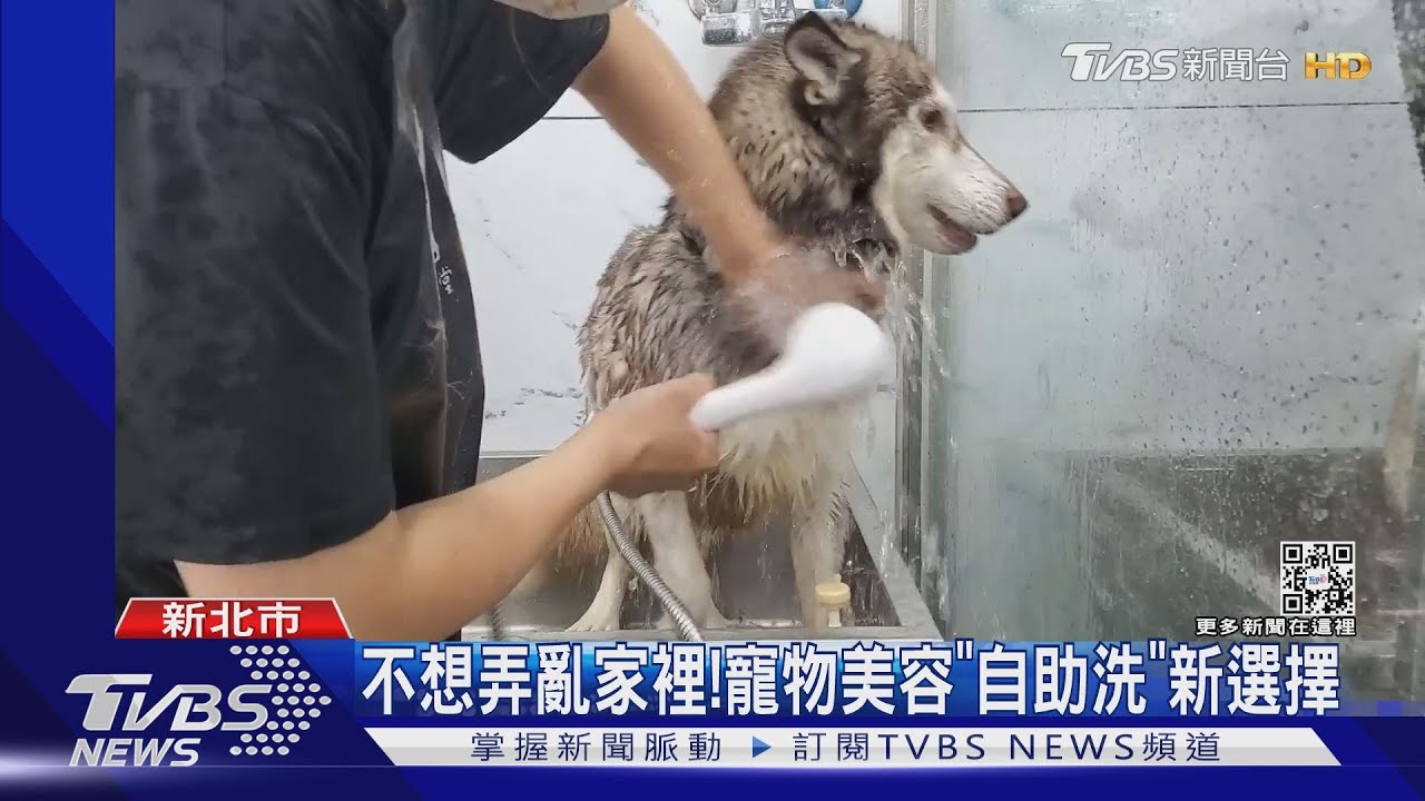 不想弄亂家裡! 寵物美容「自助洗」新選擇