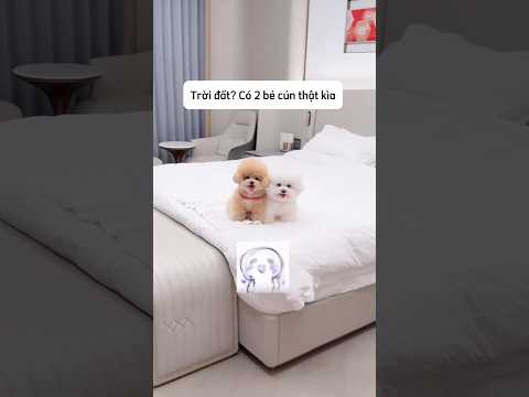 Chị gái mở cửa phòng bất ngờ khi thấy 2 em cún #shorts