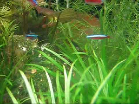 celestial pearl danio 01