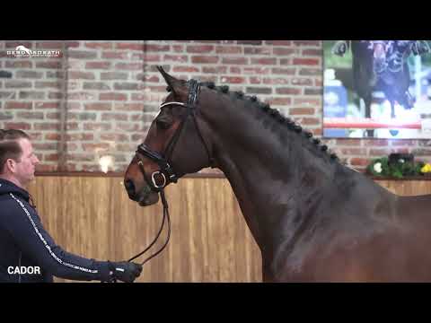 Cador *2005 by Catoki x Landor S | Sosath Stallion Show 2022