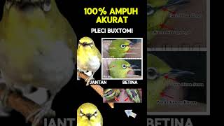 Download lagu Ciri ciri pleci buxtoni jantan dan betina 100% akurat #pleci #plecibuxtomi mp3