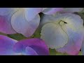 Meditation On The Plants Aka Got The Greenhouse Blues Semi Modular A Sequencer And Plants
