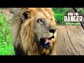 Lions Have A Buffalo For Dinner Archive Mapogo Lion Footage