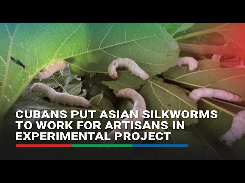 Cubans put Asian silkworms to work for artisans