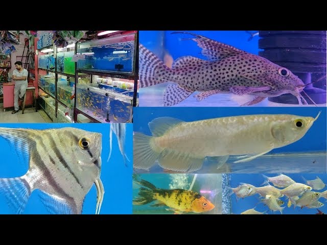 Naaz Aquarium Fish Store Kurla