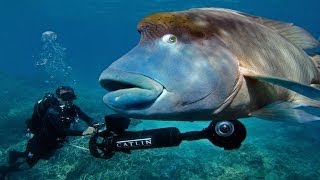 Can you find me? (Streetview on the Great Barrier Reef) - Smarter Every Day 114