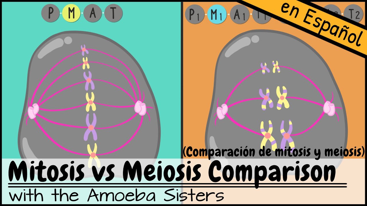 Comparación de mitosis y meiosis