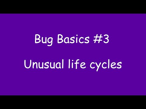 Unusual insect life cycles: Bug Basics #3