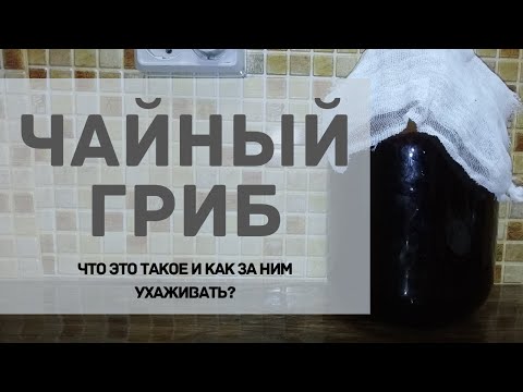 Чайный гриб / Комбуча / Медузомицет! Что это такое и как за ним ухаживать? How to make kombucha?