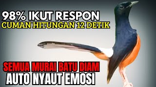 Download lagu PANCINGAN murai Batu FIGHTER BONGKAR ISIAN MEWAH !! Jadikan semua murai malas bunyi AUTO NYAMBER mp3