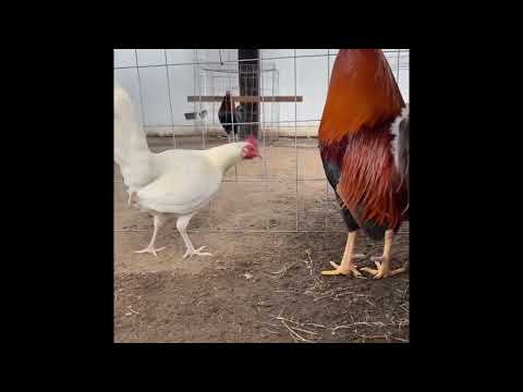 Sweater Hatch Roundhead