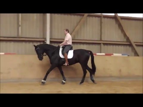 7 jahre gannower 172cm von sandro hit