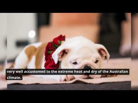 Australian Bulldog Dog Breed Information