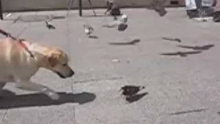 Dog attacks and eats pigeon