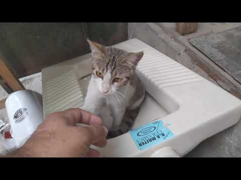 Rough alley Tabby Kittens, Lahore Firdos Market, Gulberg-3