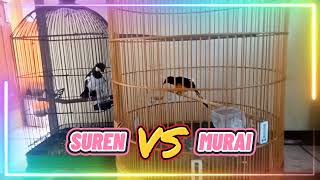 Download lagu Murai VS Jalak Suren mp3 Download lagu Murai VS Jalak Suren mp3