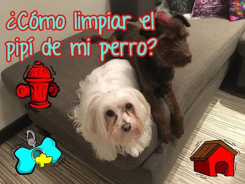 ¿Cómo limpiar el orín de mi perro?